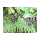 Butterflies on Fern  Postcard