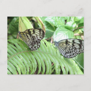 Butterflies on Fern Postcard