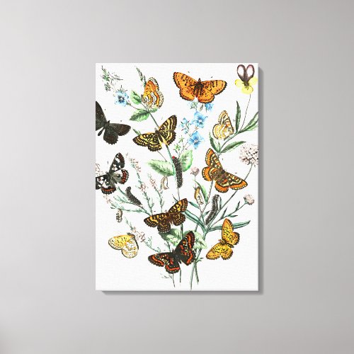 Butterflies on Flowers vintage illustration Canvas Print