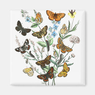 Butterflies on Flowers vintage illustration Magnet