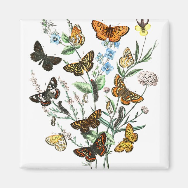 Butterflies on Flowers vintage illustration Magnet (Front)