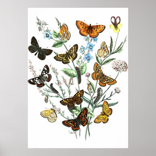 Butterflies on Flowers vintage illustration Poster