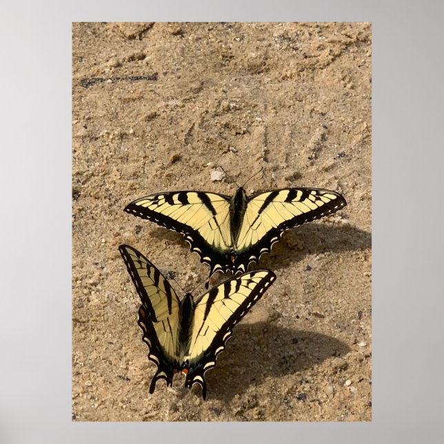Butterflies on the Beach Poster (Front)