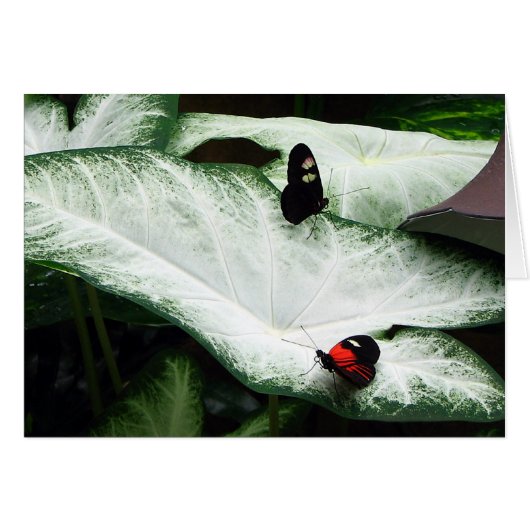 Butterflies on White Caladiums Cards (Front Horizontal)