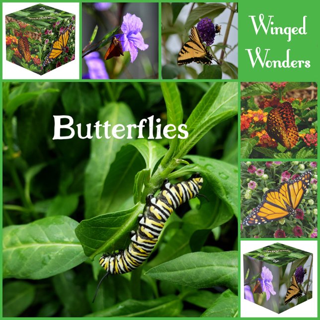 Butterflies Photographic Decorative Photo  Cube (Creator Uploaded)