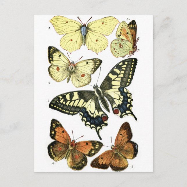 Butterflies Postcard (Front)