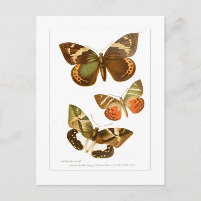 Butterflies Postcard (Front)