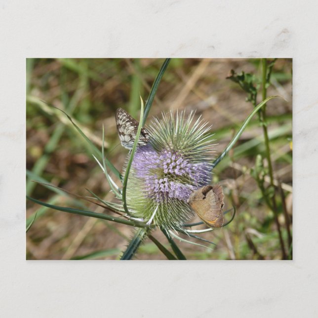 Butterflies Postcard (Front)