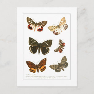 Butterflies Postcard