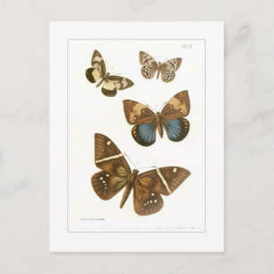 Butterflies Postcard