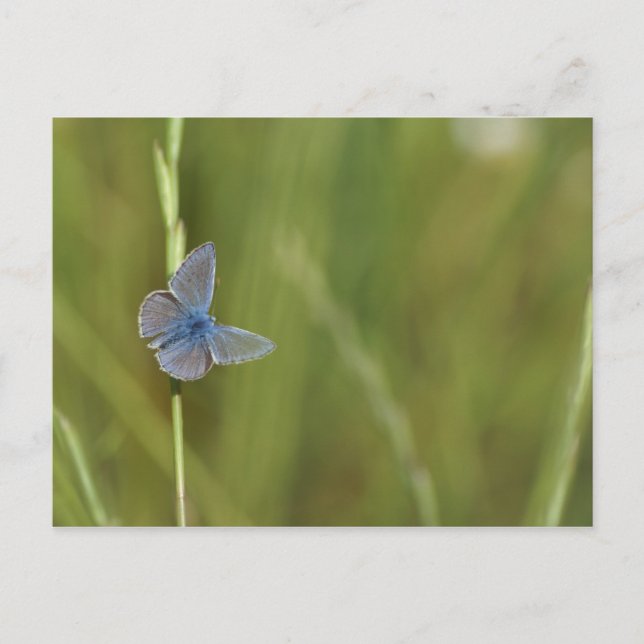 butterflies postcard (Front)