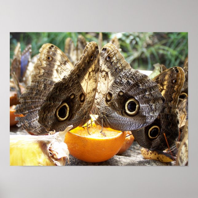 BUTTERFLIES POSTER (Front)
