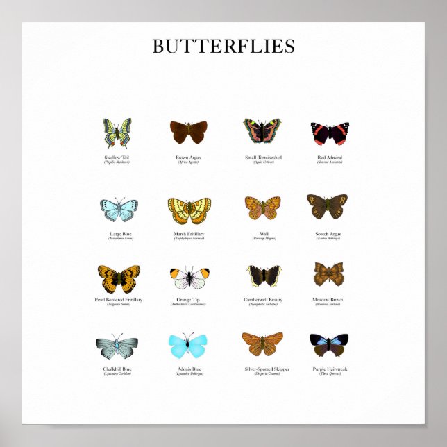 Butterflies Poster (Front)