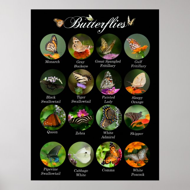Butterflies poster (Front)