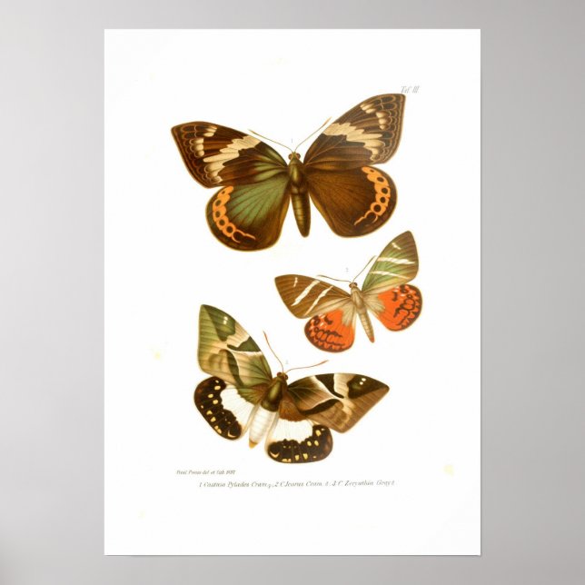 Butterflies Poster (Front)