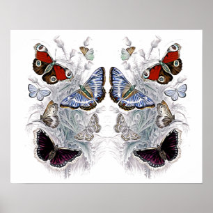 butterflies poster