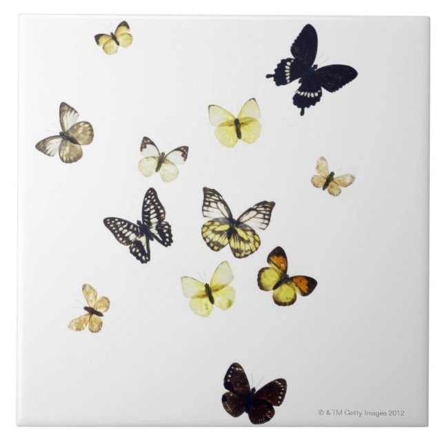 Butterflies shot on white ceramic tile (Front)