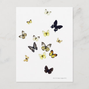 Butterflies shot on white postcard