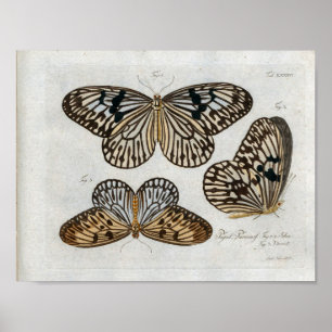 Butterflies Vintage Print Download