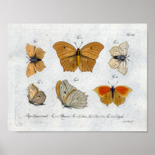 Butterflies Vintage Print Download Yellow