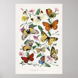 Butterflies Wall Art Posters Vintage Style Art