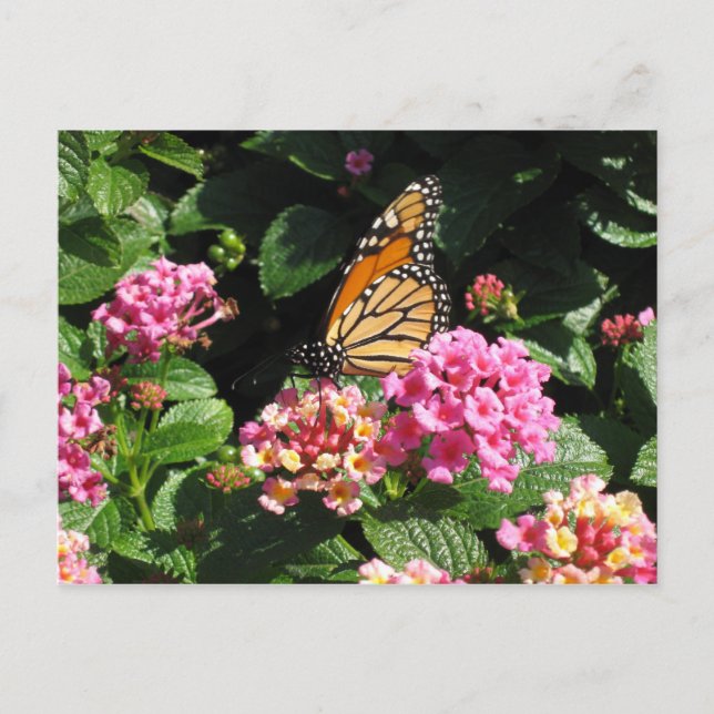 Butterflowers Postcard (Front)