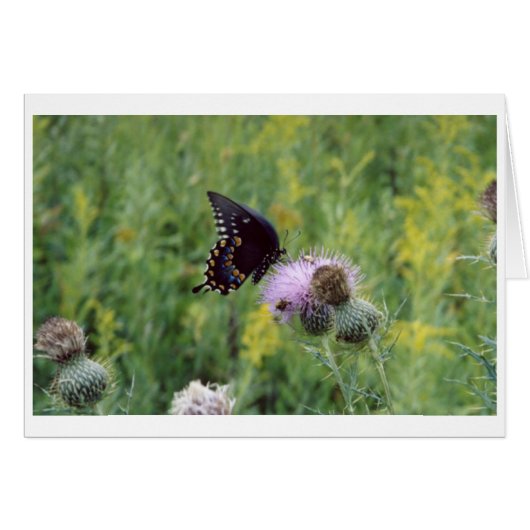 Butterfly (Front Horizontal)