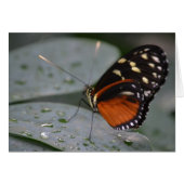 Butterfly (Front Horizontal)