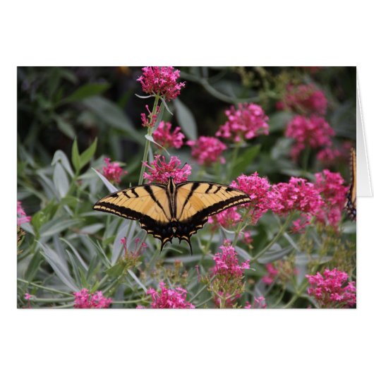 Butterfly (Front Horizontal)