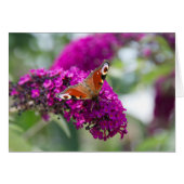 Butterfly (Front Horizontal)