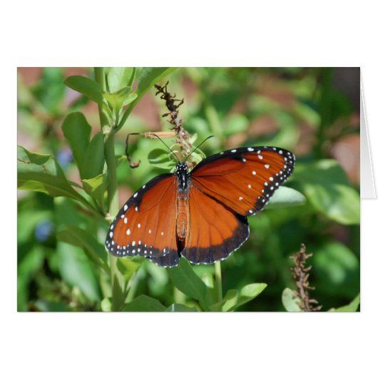 Butterfly (Front Horizontal)