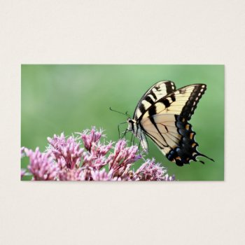 Butterfly by deemac1 at Zazzle