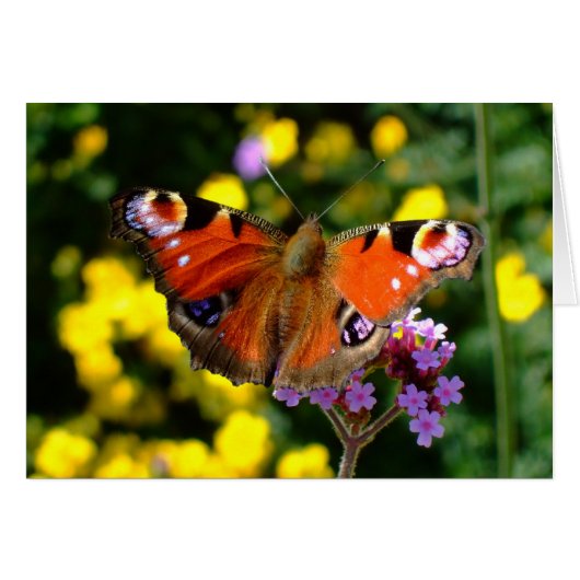Butterfly (Front Horizontal)
