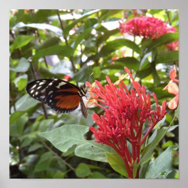 butterfly1 poster (Front)