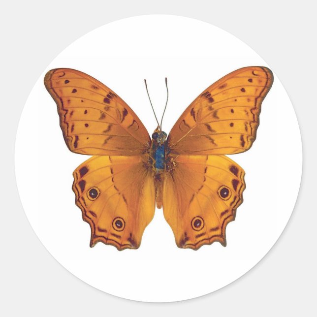 butterfly 03 classic round sticker (Front)