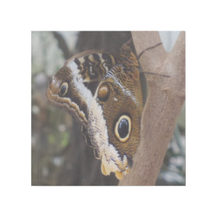 Butterfly 12" x 12" Gallery Wrap