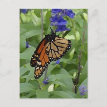 Butterfly _176 Blank Postcard by glo53bug at Zazzle