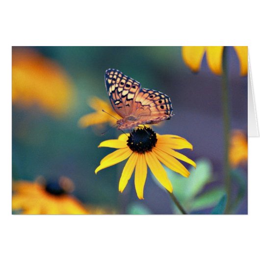 Butterfly 1 cards (Front Horizontal)