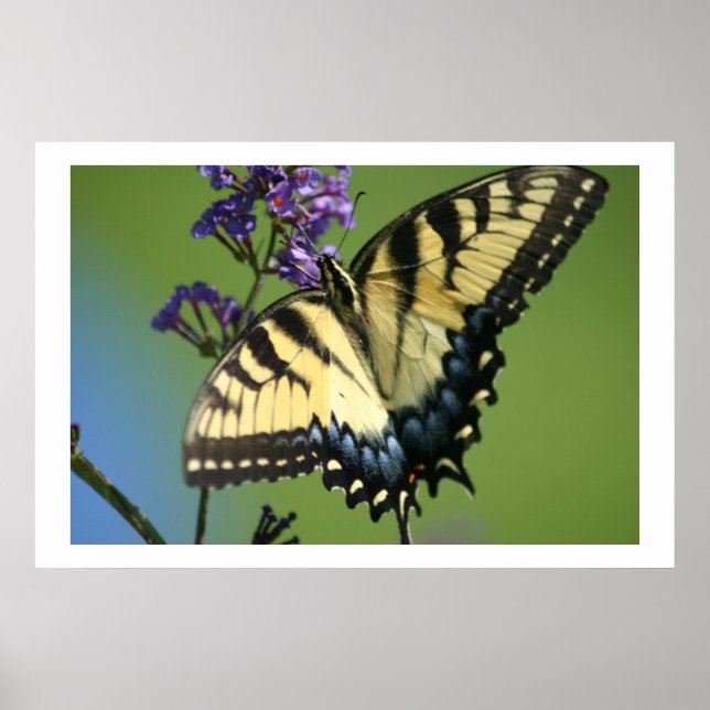 Butterfly 1 poster (Front)