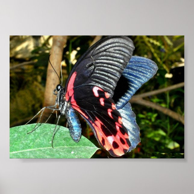 Butterfly 1 poster (Front)