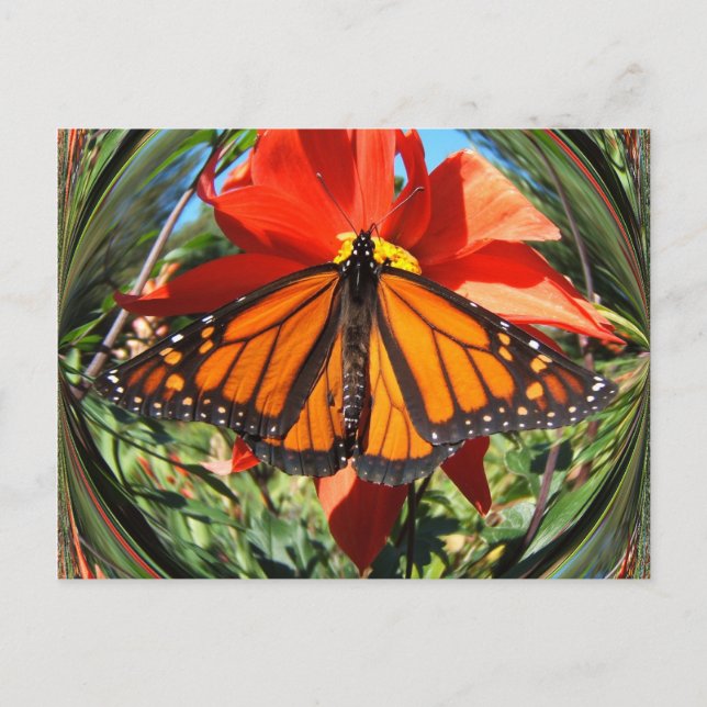 Butterfly 256 ~ postcard (Front)