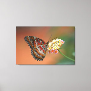 butterfly 2 canvas print