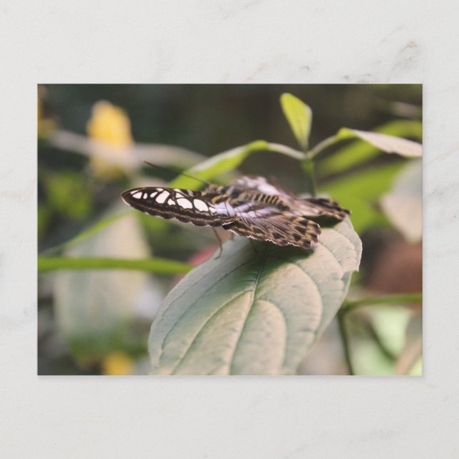 Butterfly # 2 postcard (Front)