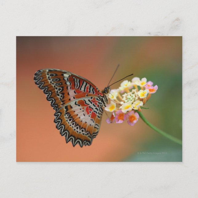 butterfly 2 postcard (Front)