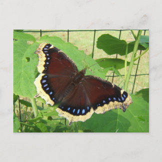 Butterfly 56 ~ postcard