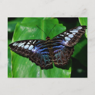 Butterfly 5 Postcard