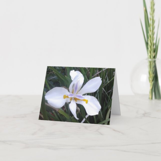 Butterfly African Iris Photo Folded Note Card (Front)