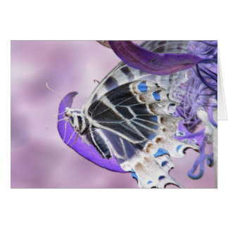 Butterfly altered cards