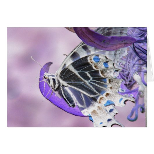 Butterfly altered cards (Front Horizontal)