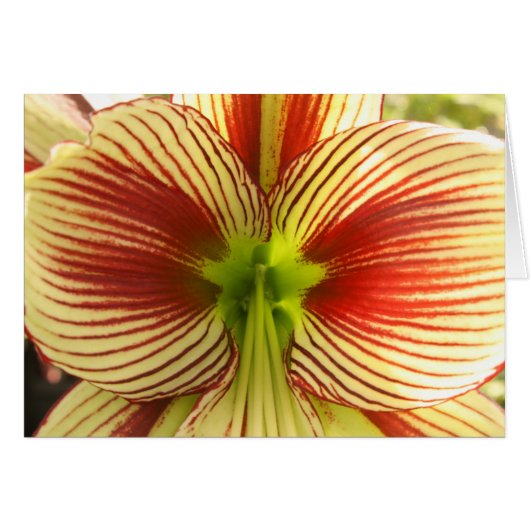 Butterfly Amaryllis Cards (Front Horizontal)